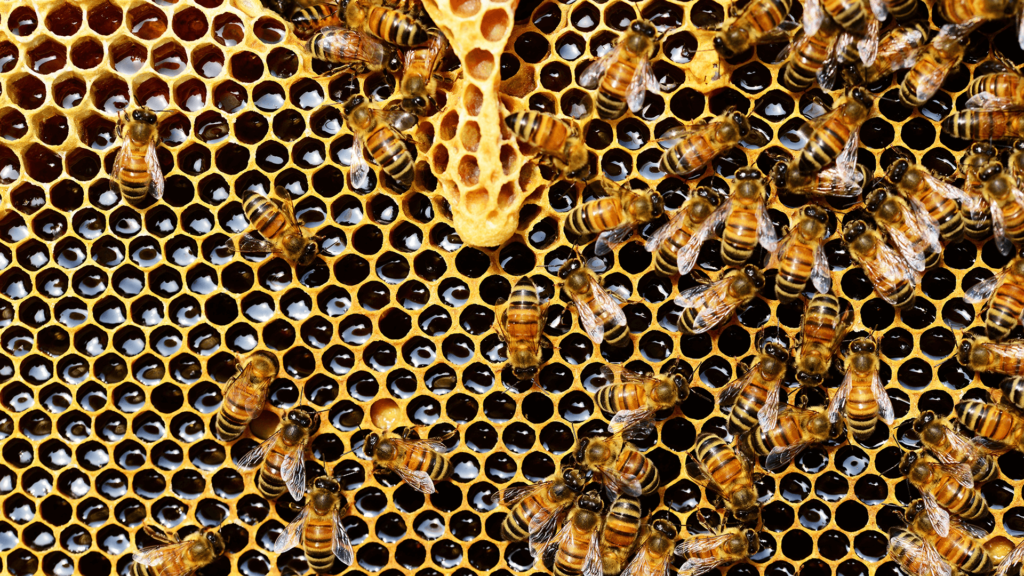 Bienen Bienenvolk Bienenstock Wabe Honig